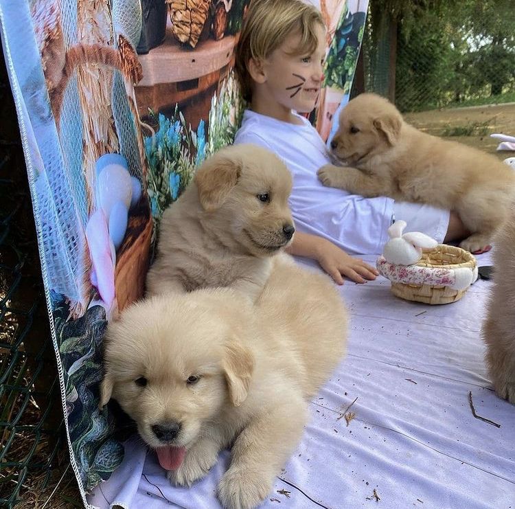 puppies for sale