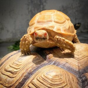 True Albino tortoise