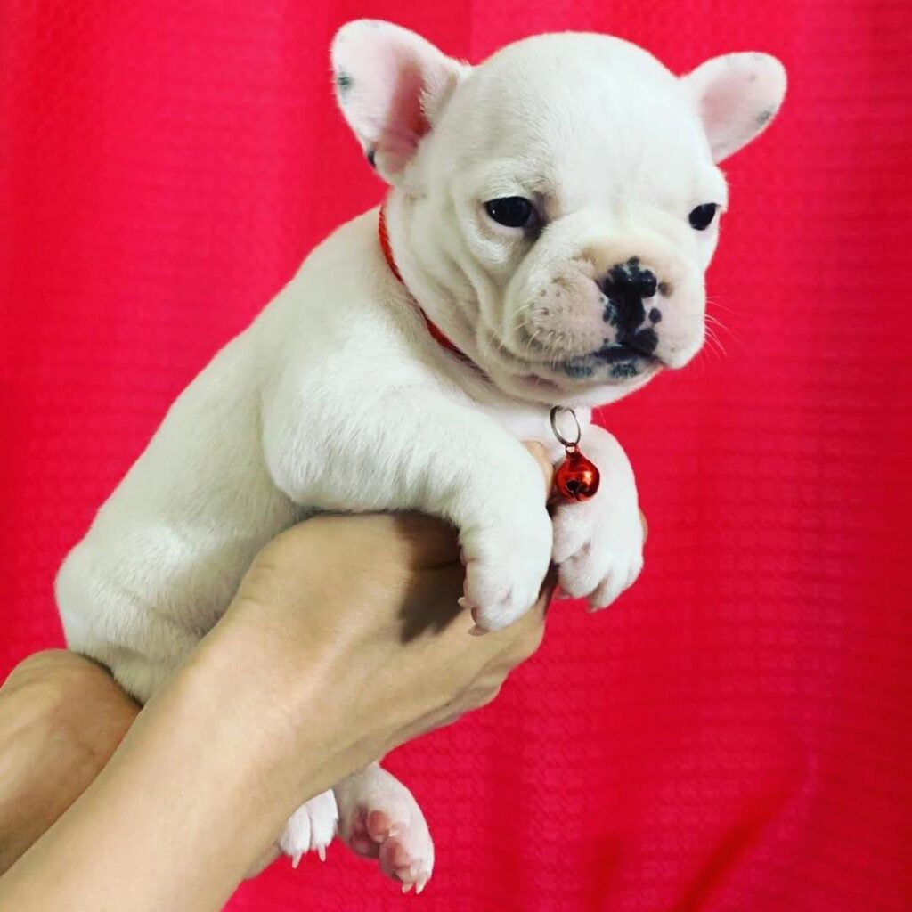 White French bulldog puppy being examined by veterinarian