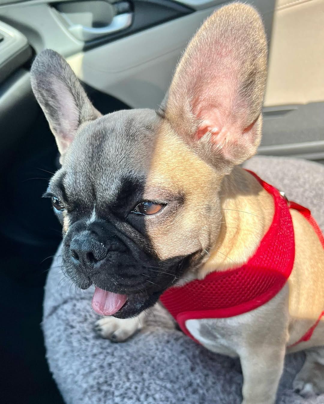 Fawn French Bulldog puppy sitting in a car