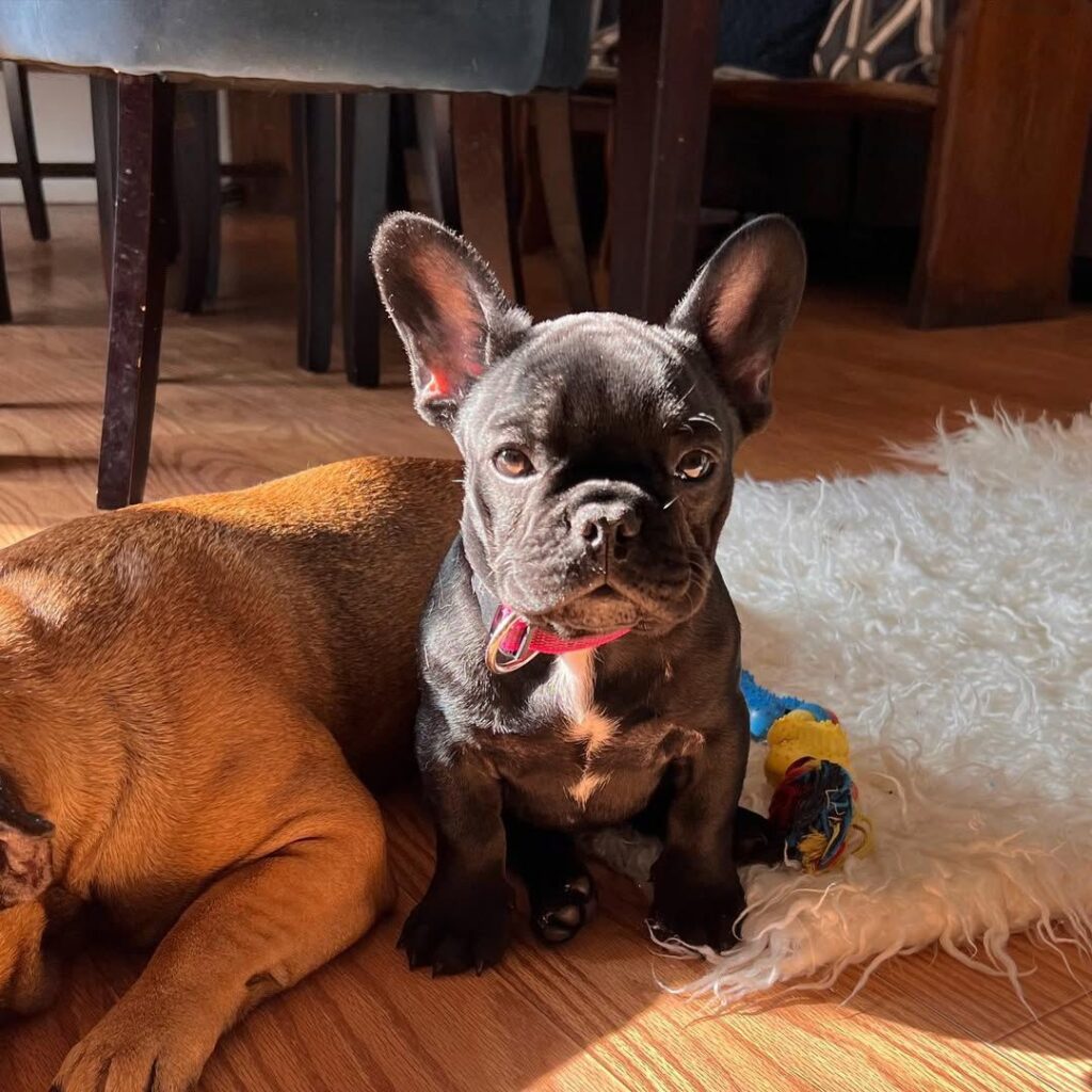 Close-up of brindle French bulldog face showing distinctive facial markings