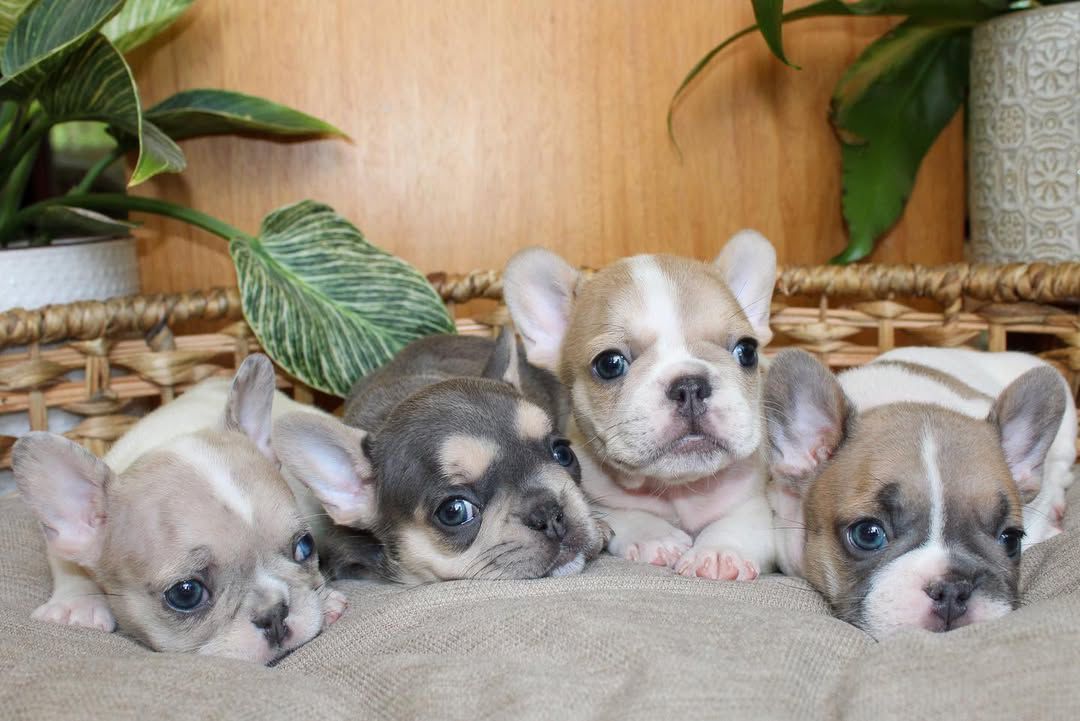 Veterinarian examining pied French Bulldog puppy during health check