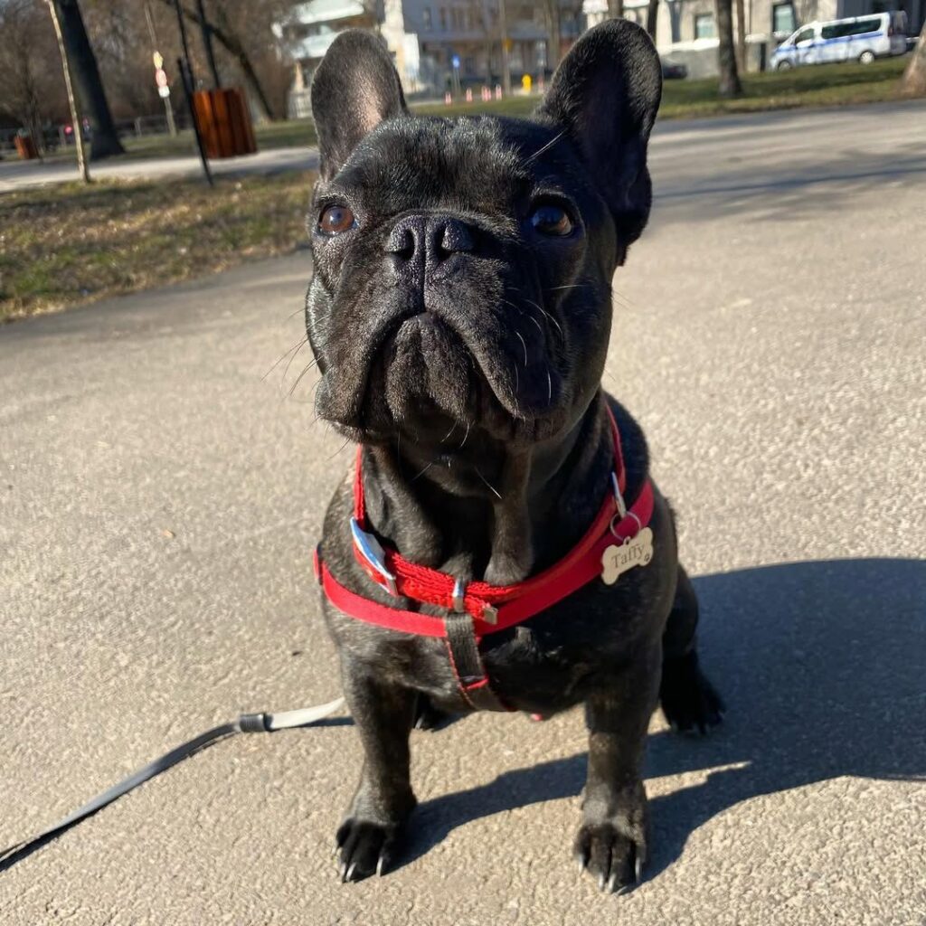 Black French bulldog puppy sitting on white background showing breed characteristics