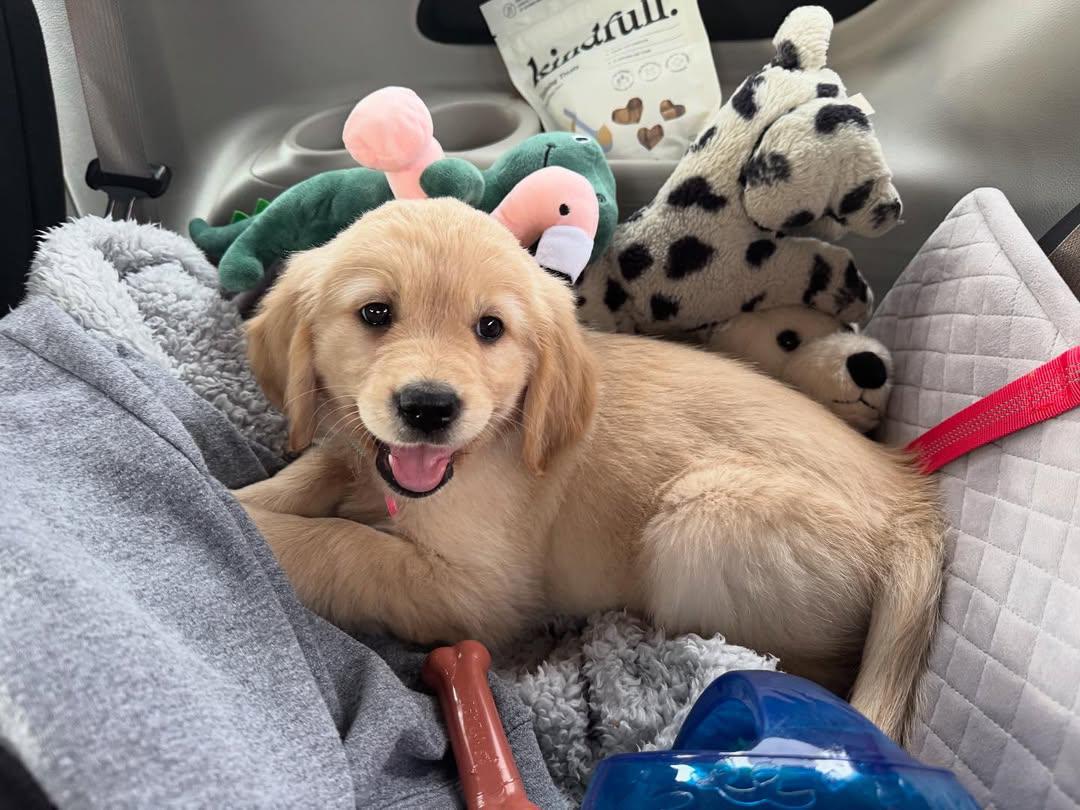 Professional trainer working with trained golden retriever during obedience session