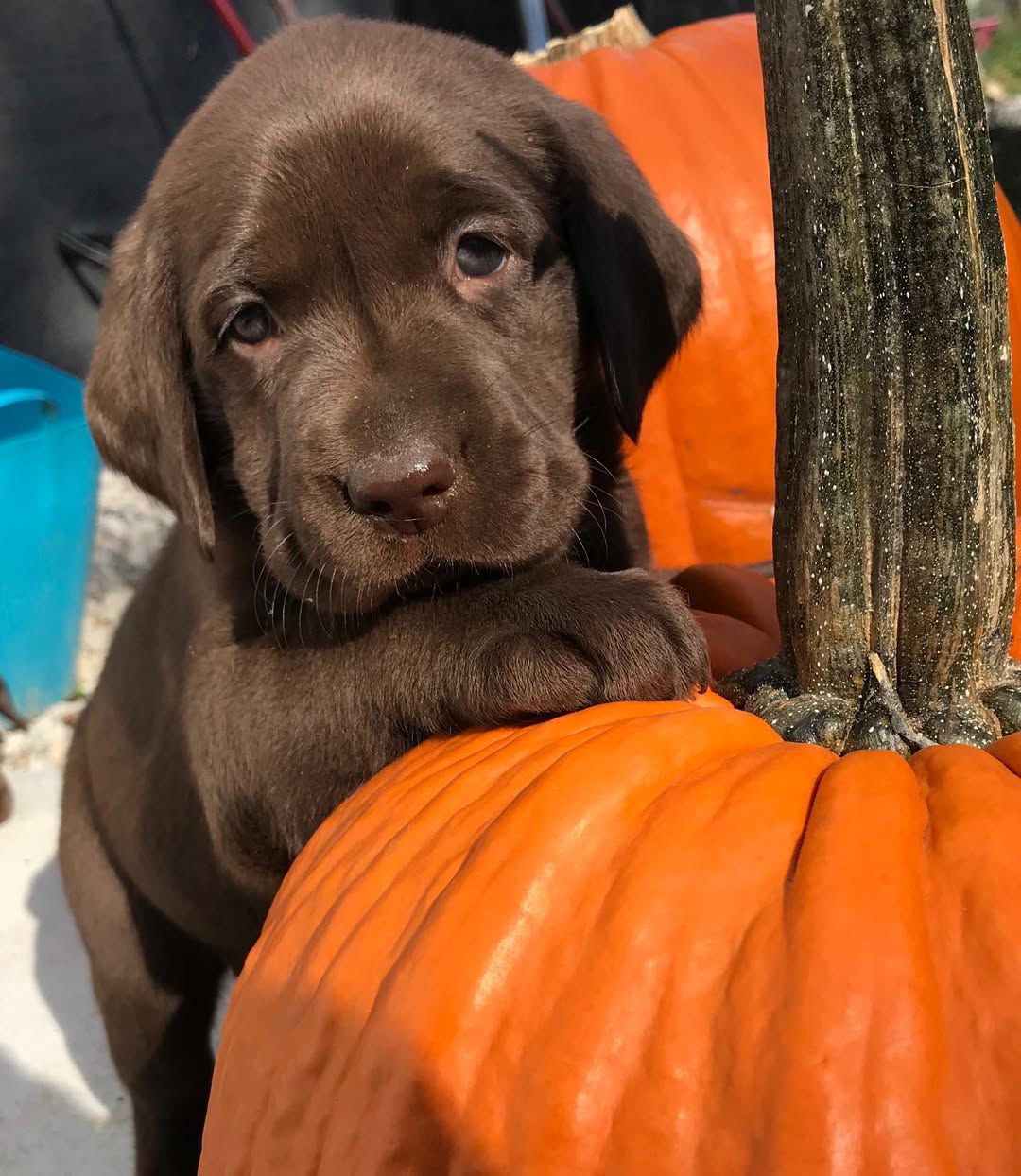 chocolate labrador puppy playing in the sun