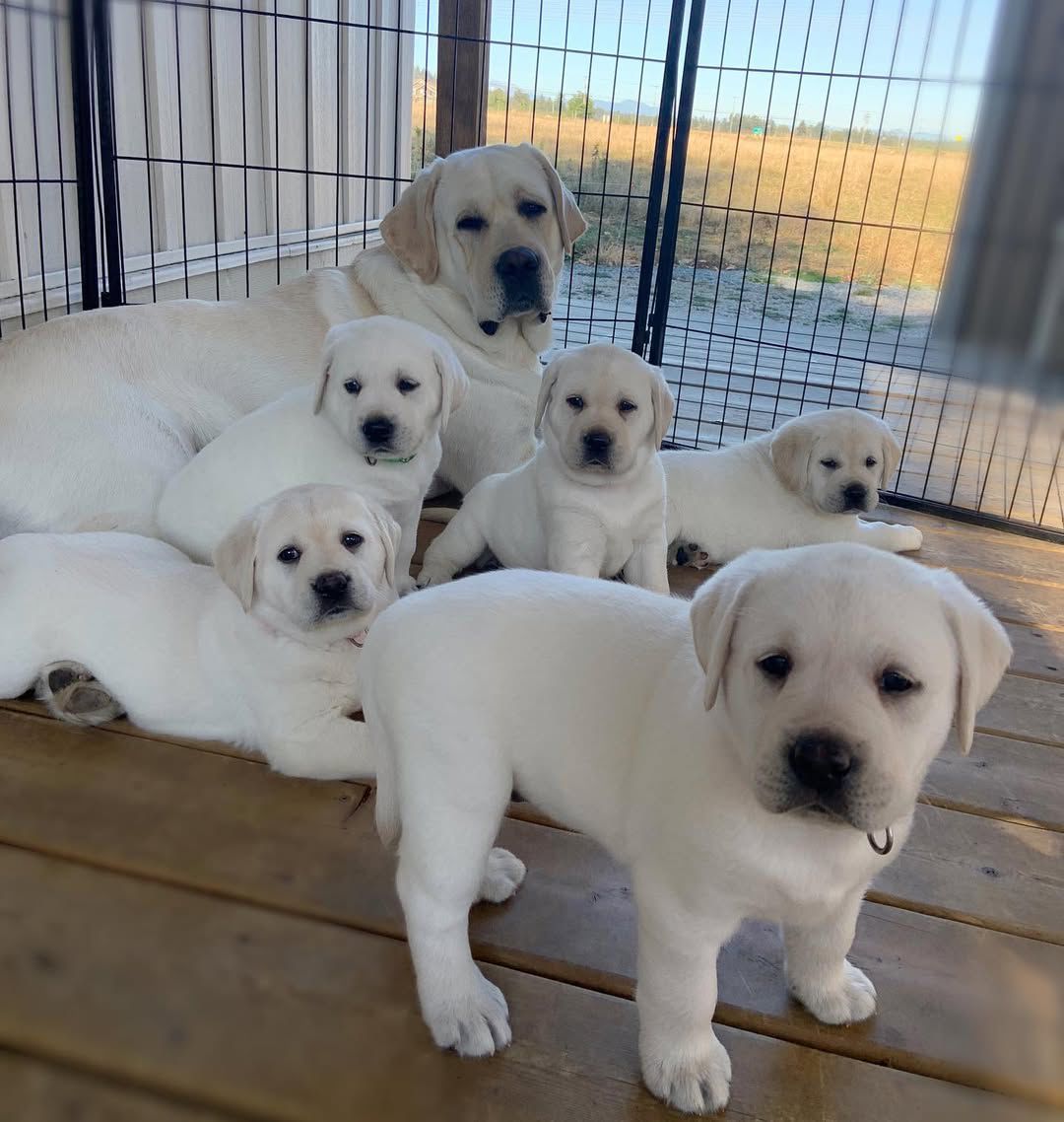 White Labrador Puppies playing with their mum