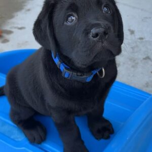 Black Labrador Puppies for Sale