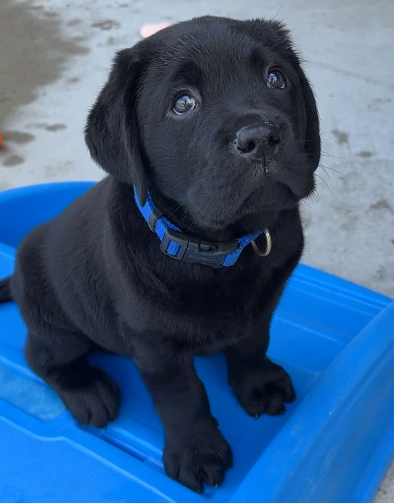 Black Labrador Puppies for Sale