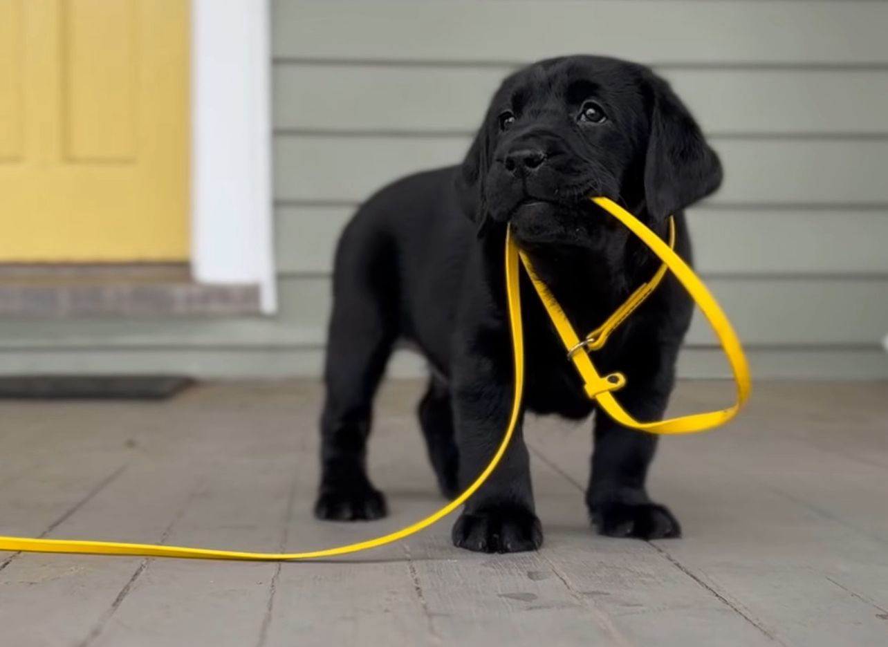 Black Labrador Puppy playing with yellow tape
