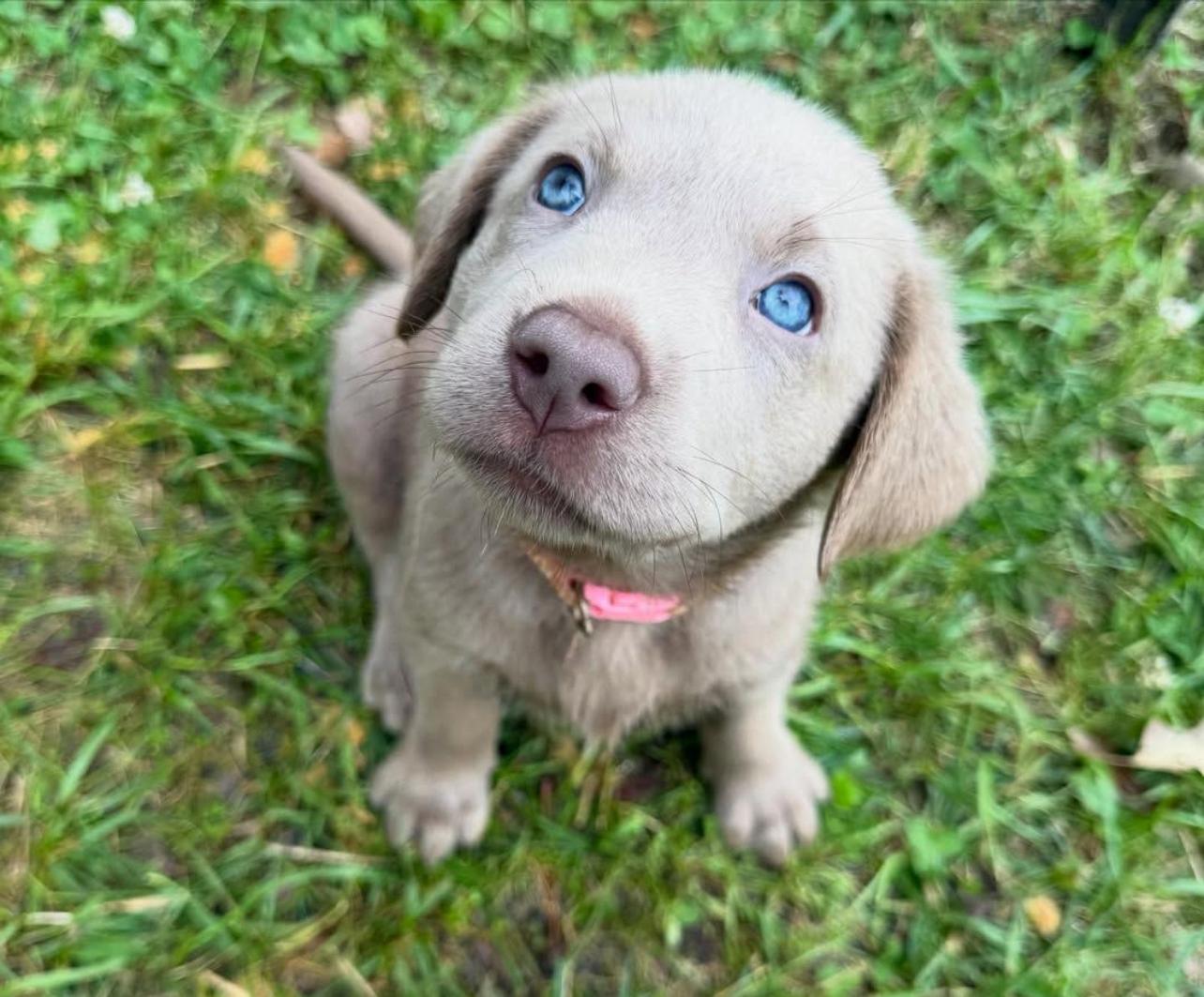 Silver labrador puppy sitting in grass with distinctive gray coat