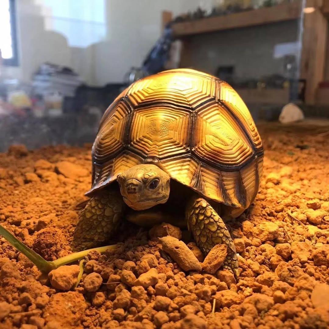angonoka tortoise for sale