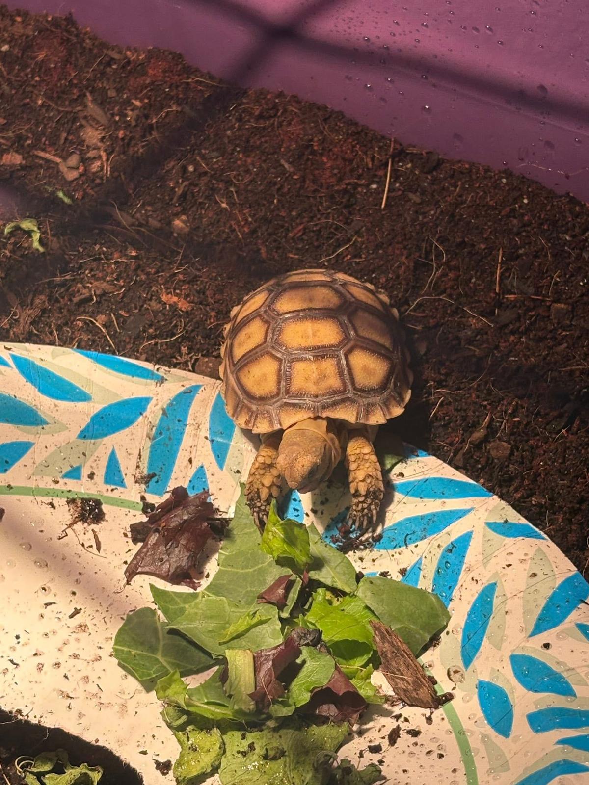 Healthy baby sulcata tortoise for sale eating fresh grass hay