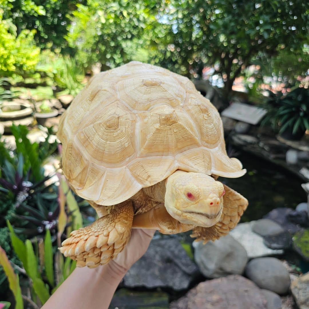 true albino tortoise showing its distinct eyes and distinct features