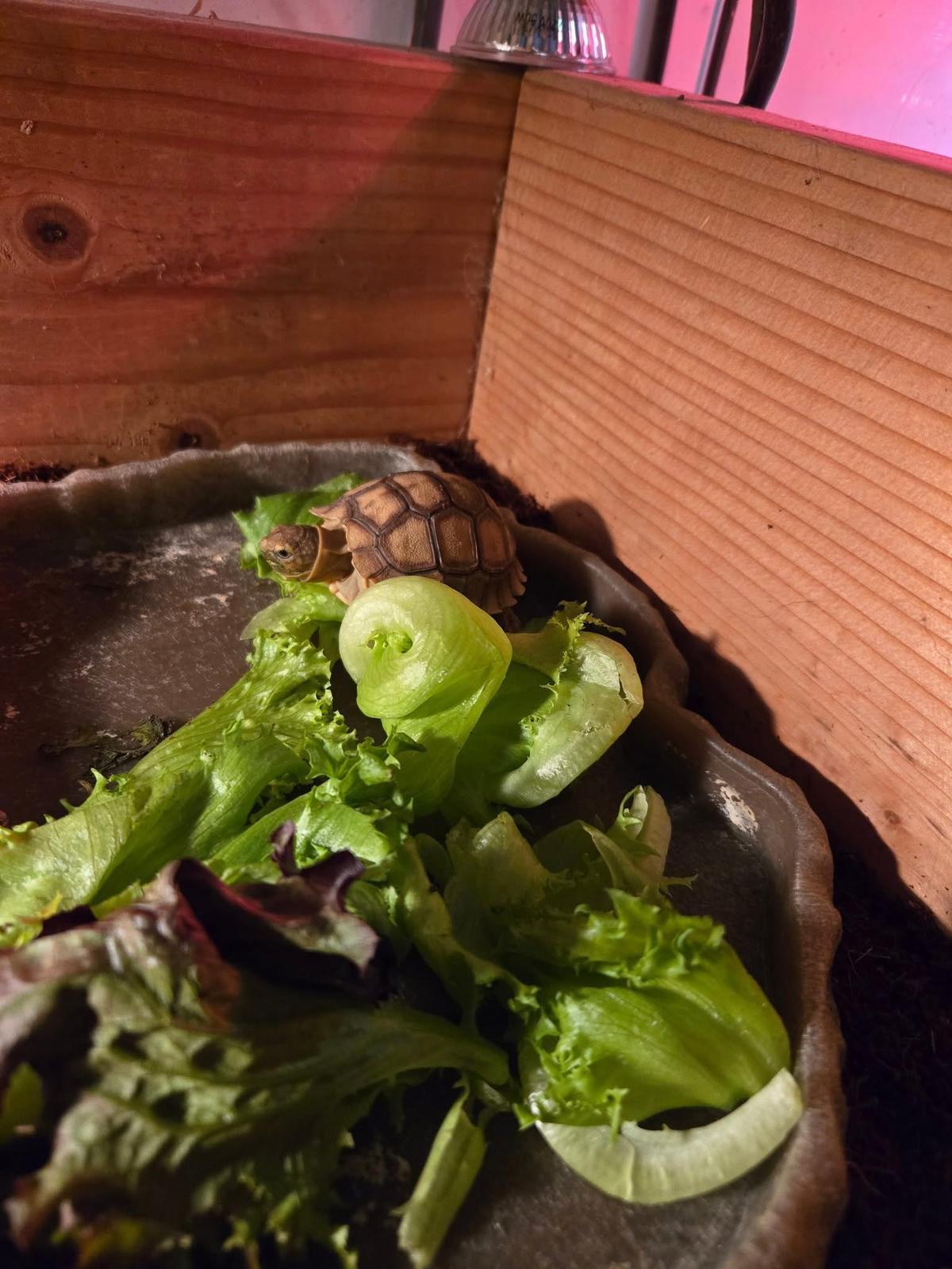 Healthy baby Russian tortoise eating leafy greens in proper enclosure setup