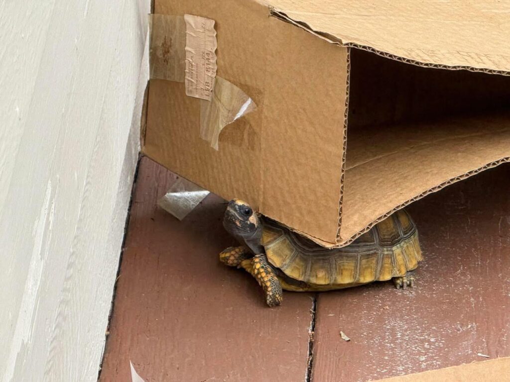 baby tortoise lifting plastic bag