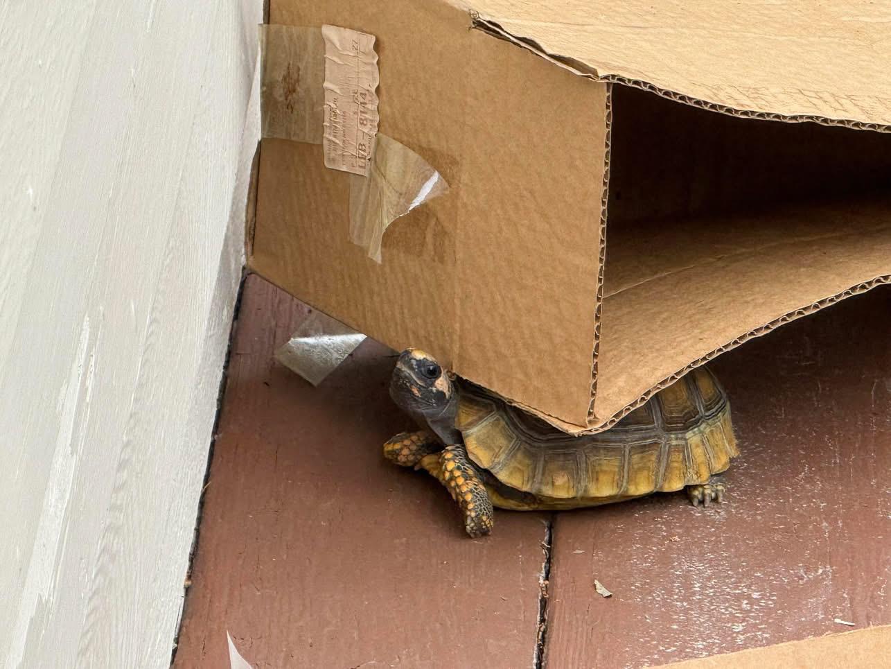 baby tortoise lifting plastic bag
