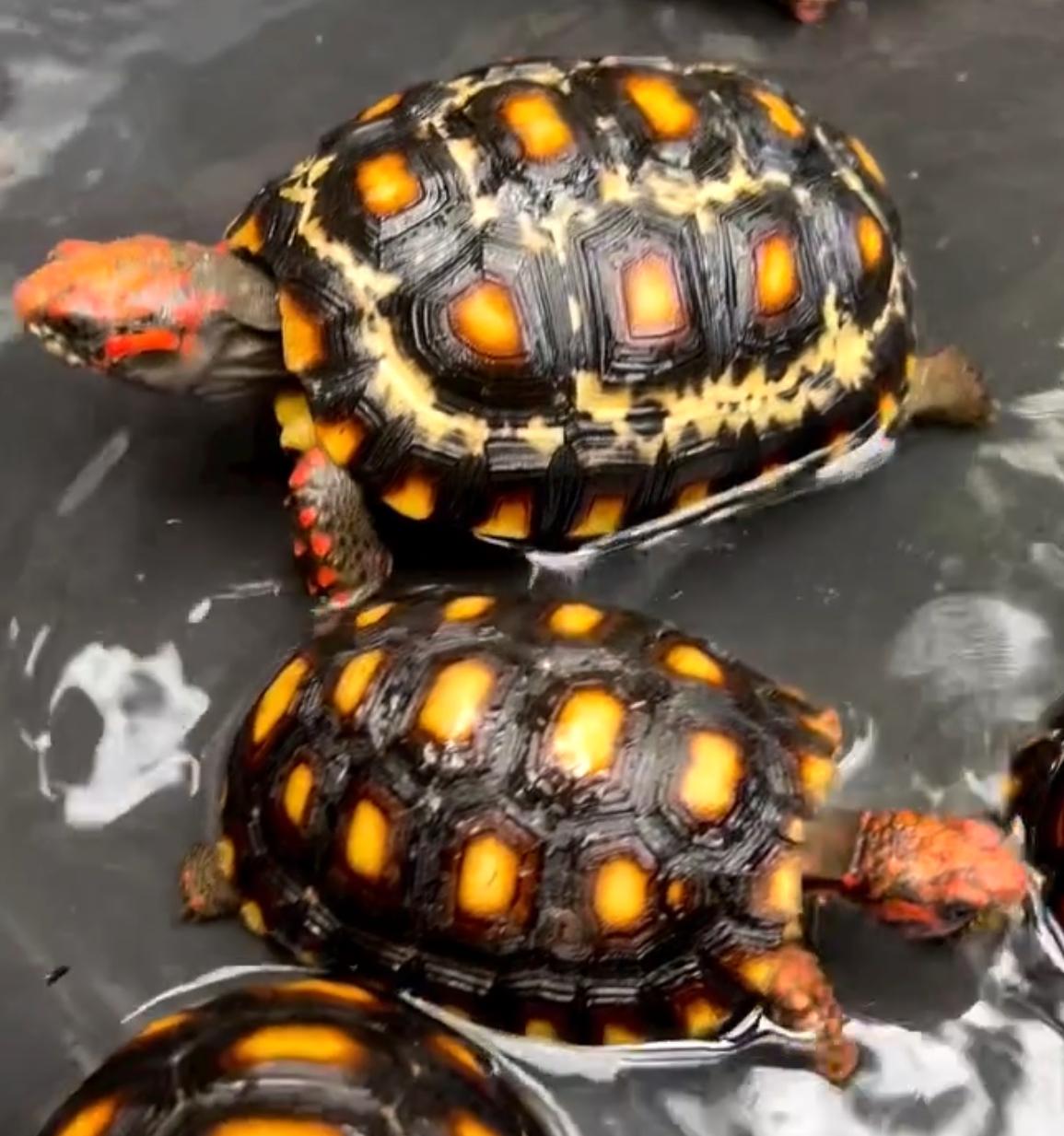 Cherry Head Tortoise taking bath