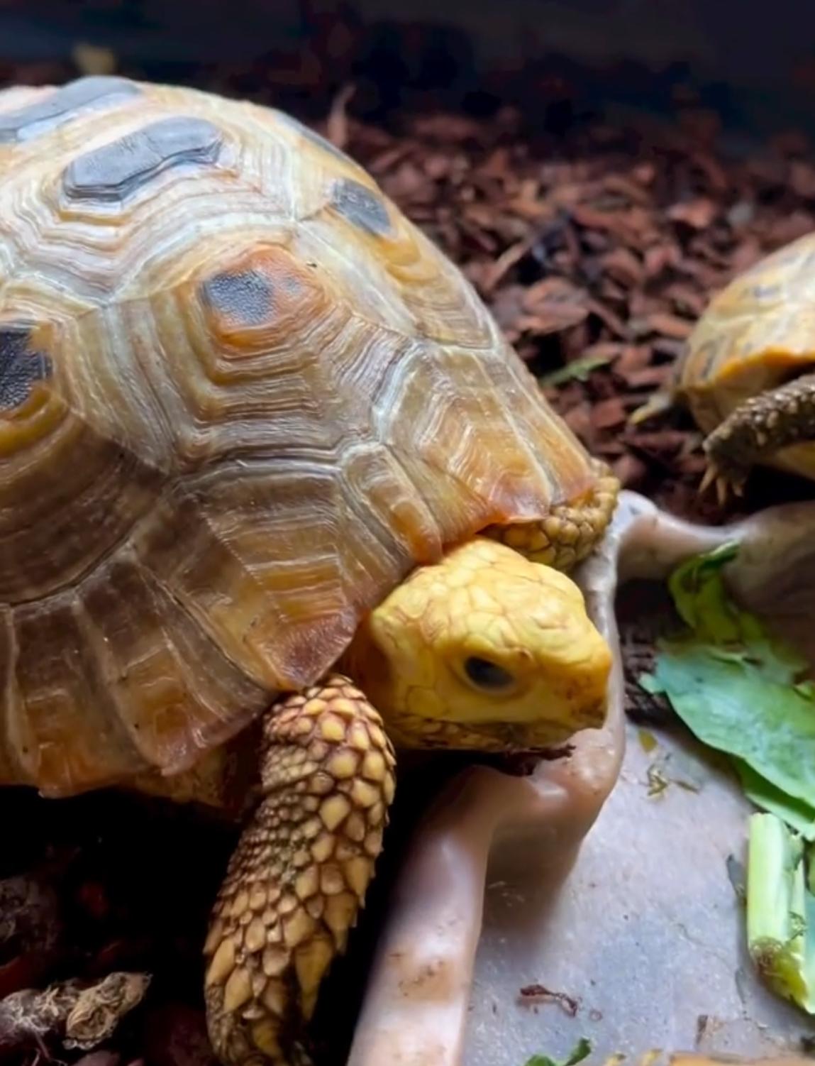 Close-up of elongated tortoise head showing bright eyes and healthy coloration