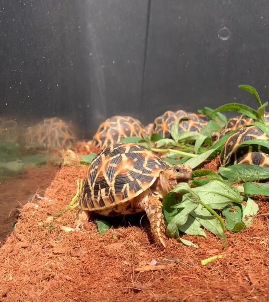 baby Indian star tortoise for sale in proper indoor enclosure