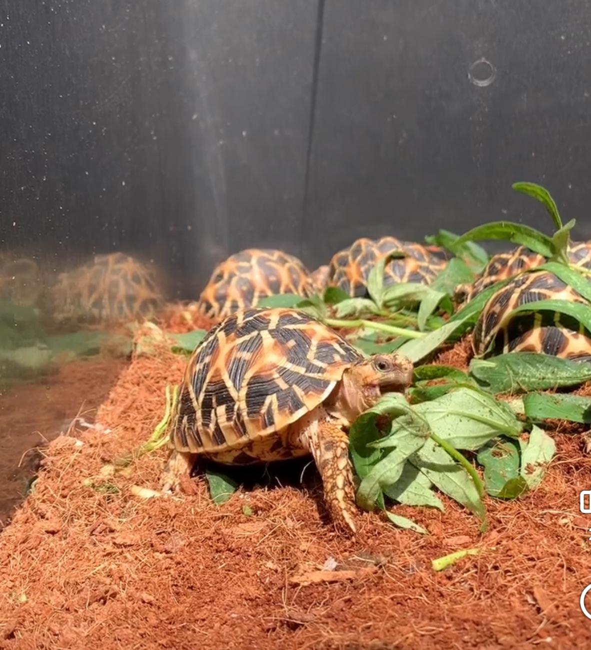 baby Indian star tortoise for sale in proper indoor enclosure