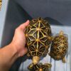 Indian star tortoise for sale