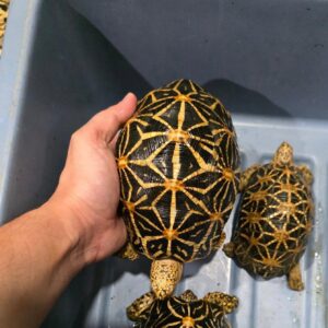 Indian star tortoise for sale