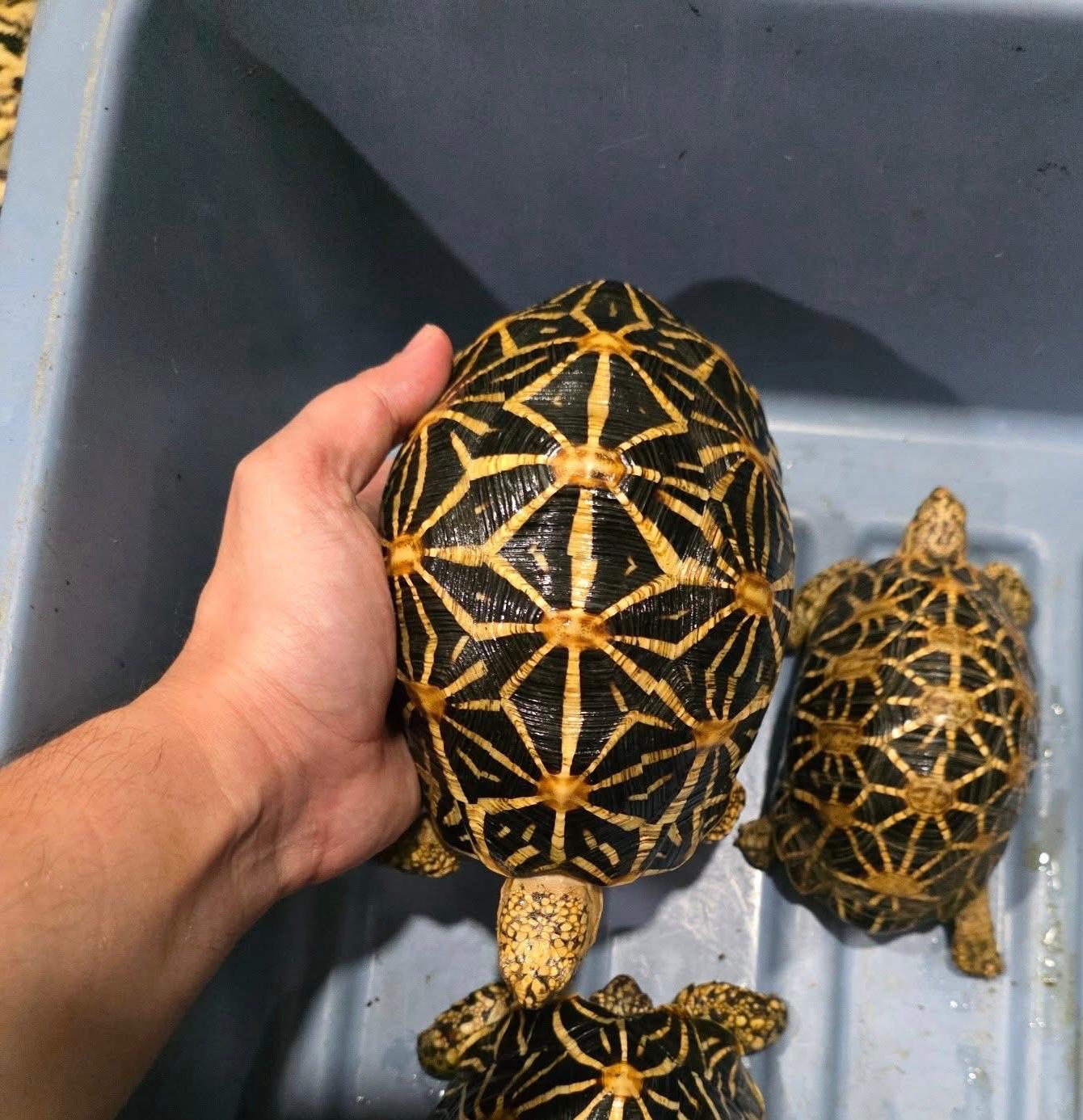 Indian star tortoise for sale