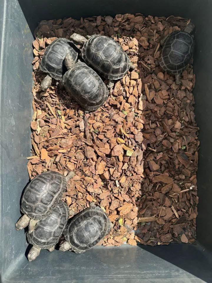 Aldabra Tortoise for Sale
