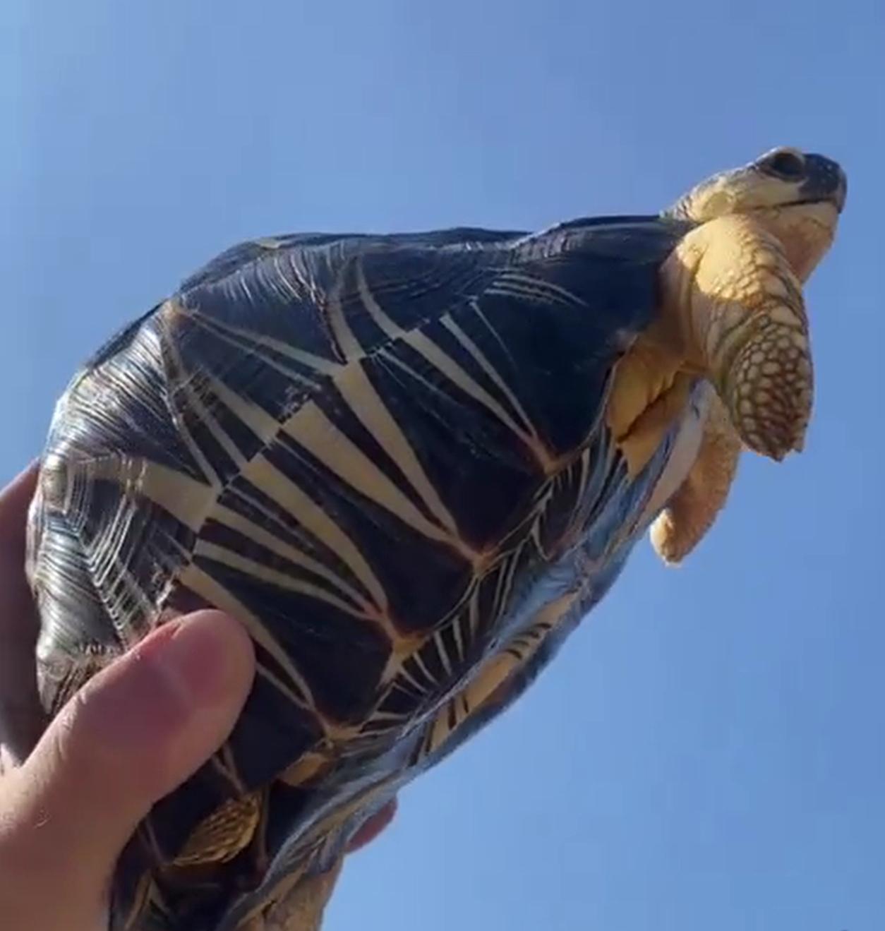 radiated tortoise flying in the sky