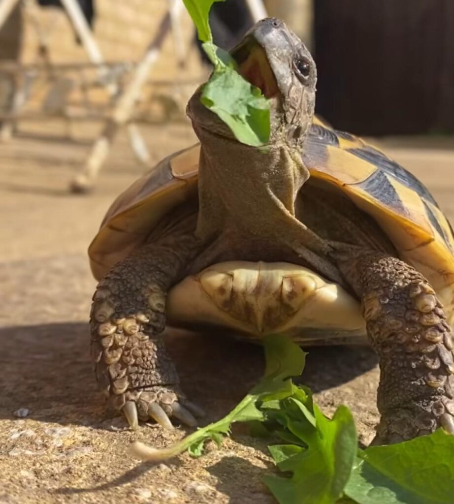 Western Hermann's tortoise eating dandelion greens in outdoor enclosure