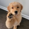 Trained golden retriever puppy for sale