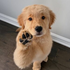 Trained golden retriever puppy for sale