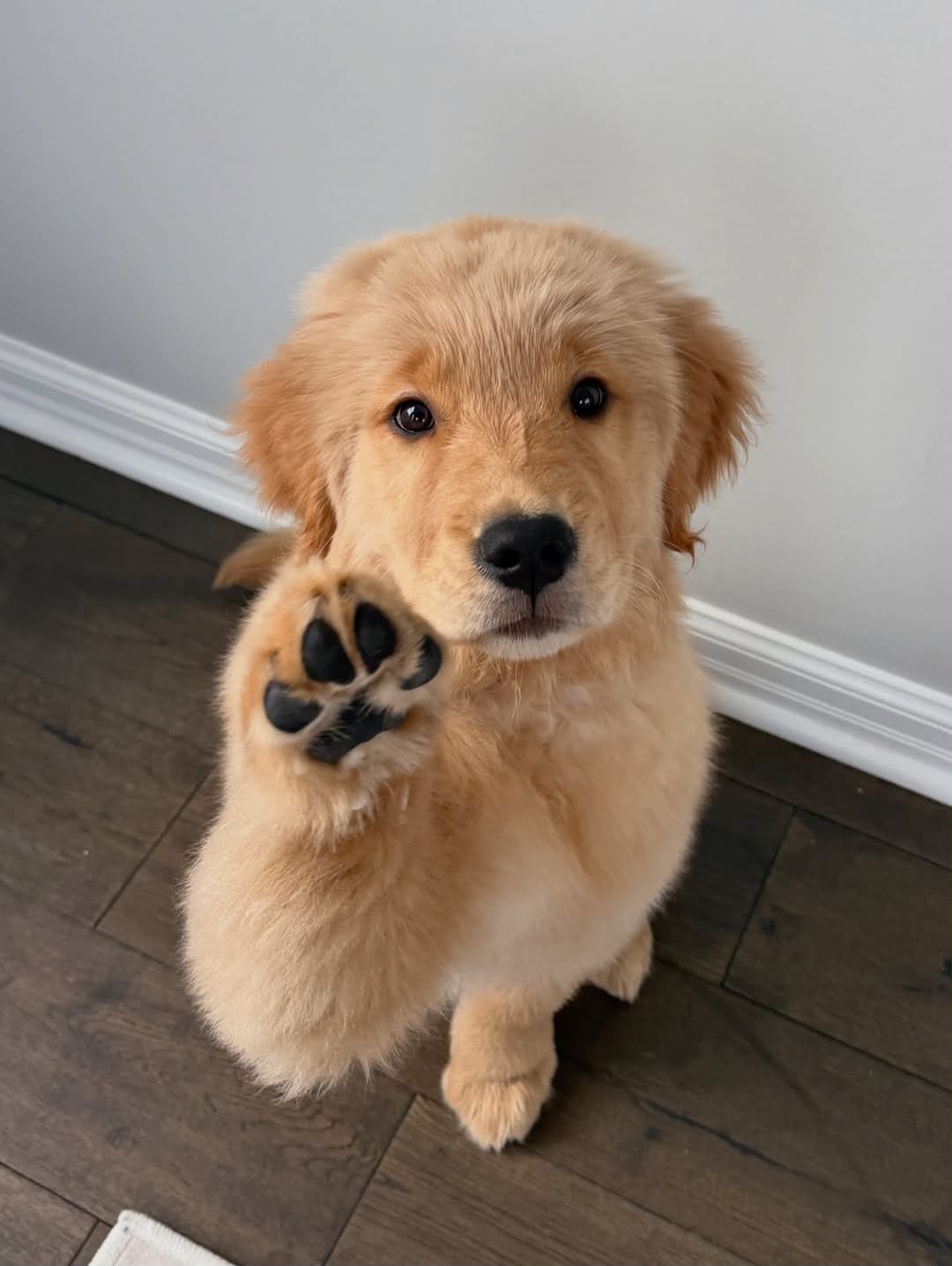 Trained golden retriever puppy for sale