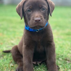 chocolate labrador retriever for sale