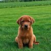 Fox Red Labrador for Sale