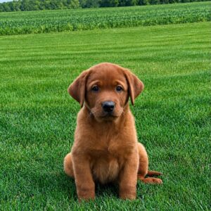 Fox Red Labrador for Sale