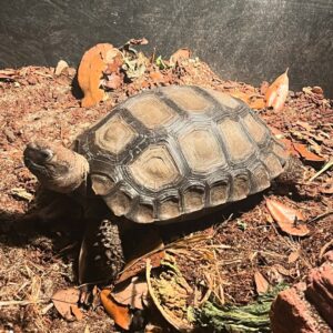 Burmese black mountain tortoise
