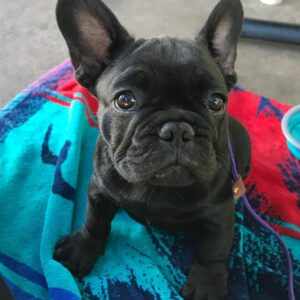 Black French bulldog