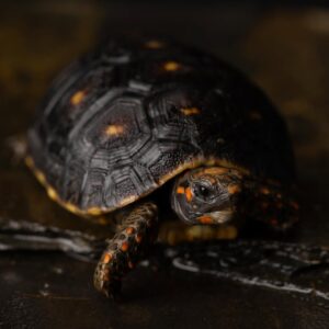 Black red footed tortoise