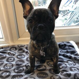 Brindle French bulldog