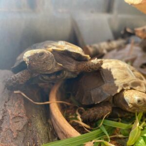 Burmese Brown mountain tortoise