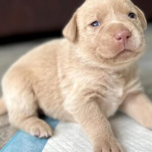 Champagne Labrador retriever