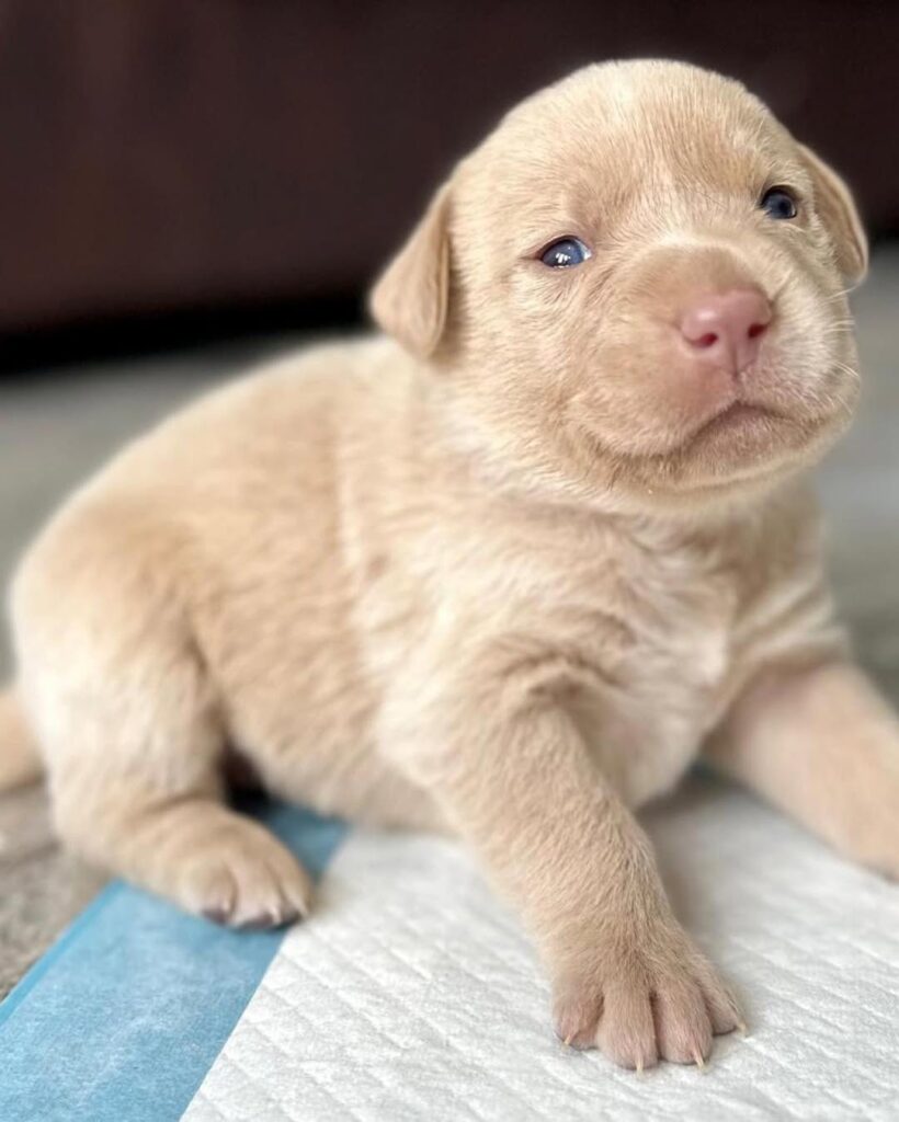 American Labrador Retriever Puppies for Sale