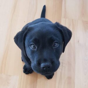Charcoal black labrador retriever