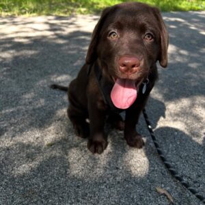 Chocolate brown Labrador retriever