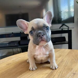 Fawn French bulldog