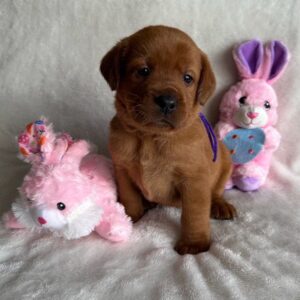 Fox red Labrador retriever