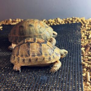 Golden Greek tortoise