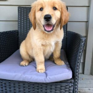 Golden retriever