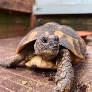 Hermann’s tortoise